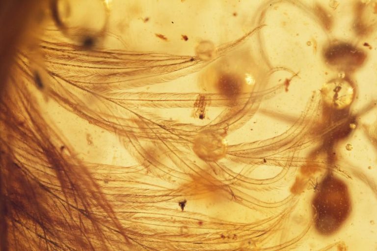 feathered dinosaur in amber