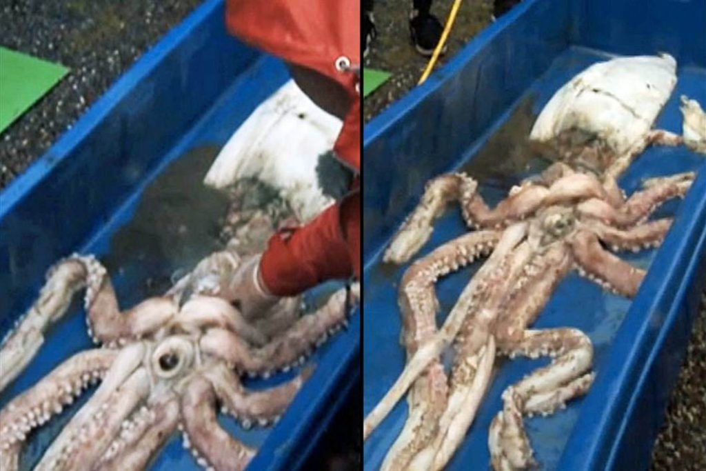 Giant Squid Caught in Irish waters (Photo) | Tdnews