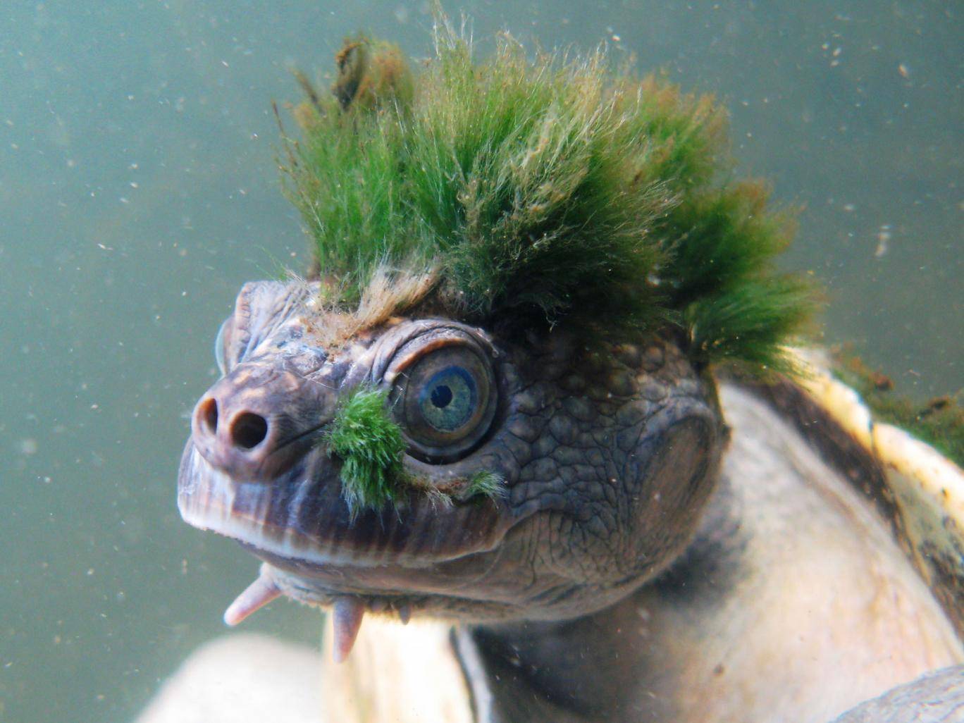 Mary River turtle in Australia faces extinction, Says New Study | Tdnews