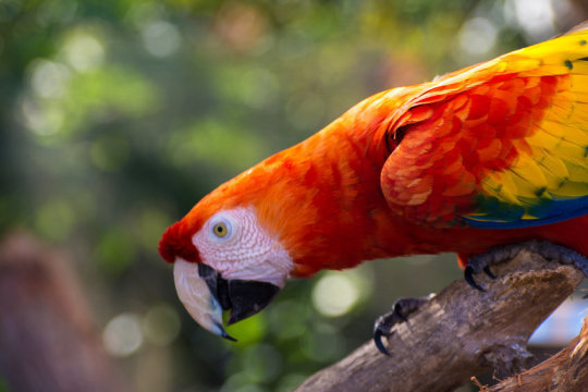 Research Scarlet Macaw Dna Points To Ancient Breeding Operation In Southwest — Tdnews