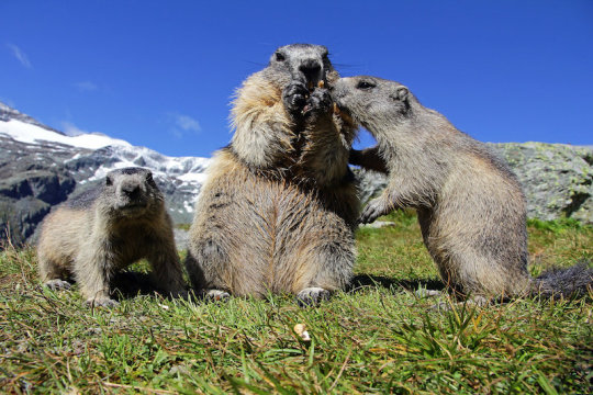 Research: An analysis of the alpine marmot’s genome — | Tdnews