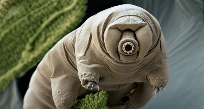 Tardigrades: 'Water bears' stuck on the moon after crash (Reports)