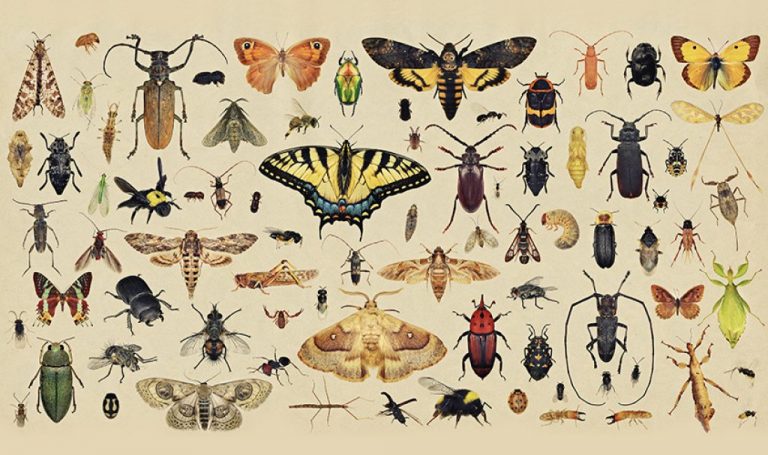 Report: Global insect populations show highly variable local trends ...