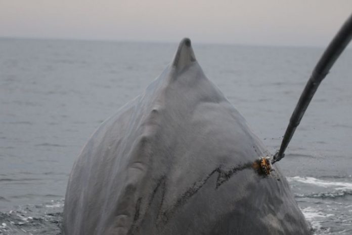 Study: New sonar still deters sperm whales feeding