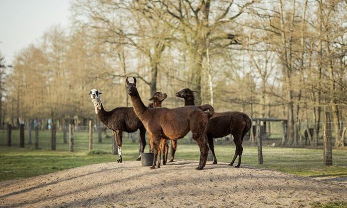 Antibodies from llamas could help in fight against COVID-19, Researchers Say