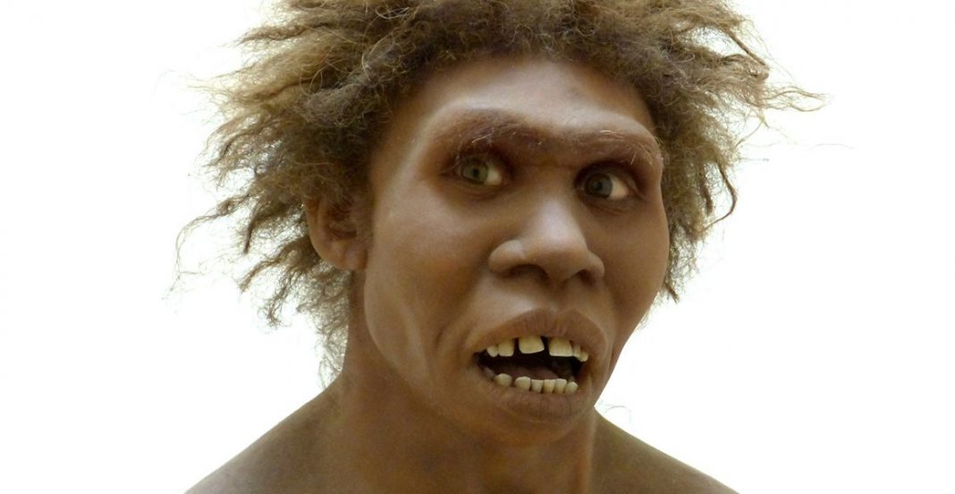 Study: Human ancestor Homo erectus had the stocky chest of a ...