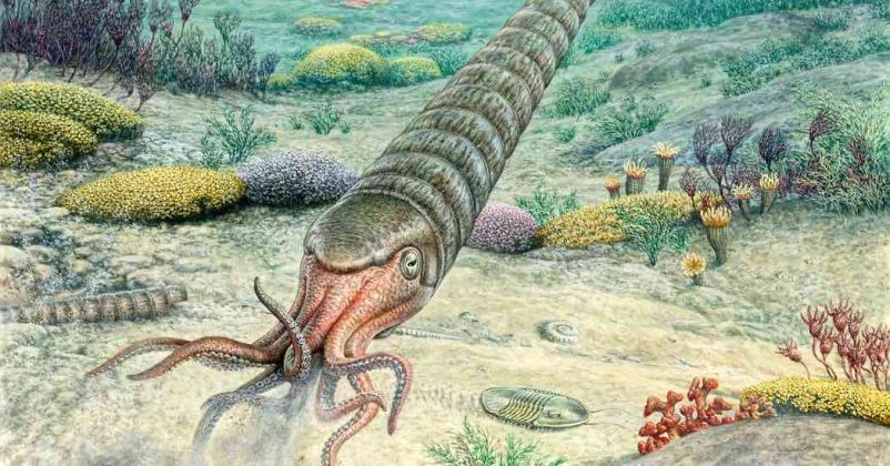 Study: This Ancient Sea Creature Builds Its Body With a Whisper, not a ...