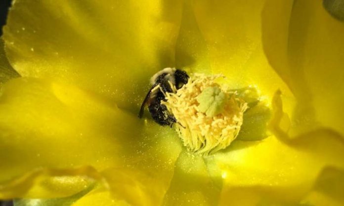 Study: Bee neighborly -- sharing bees helps more farmers