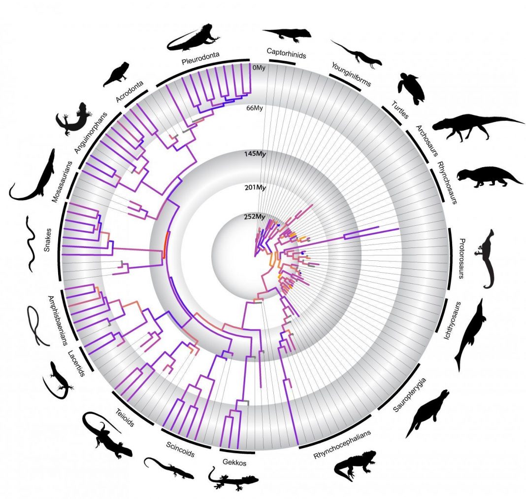 A Timeline On The Evolution Of Reptiles Tdnews Tdnews