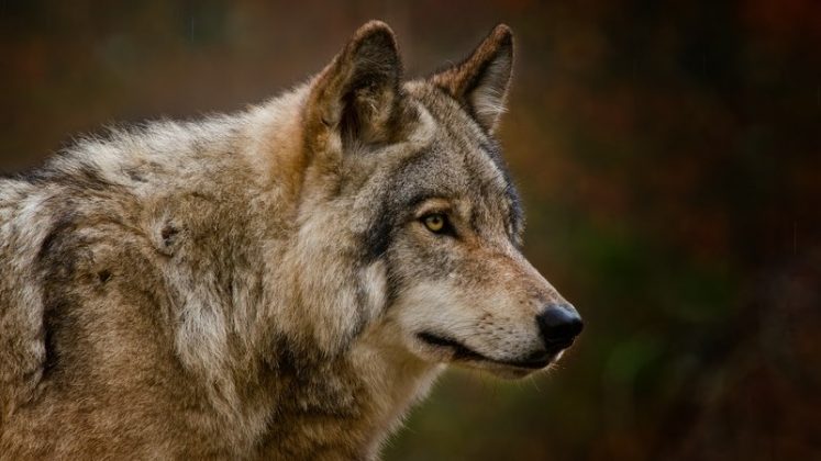 Dire Wolves Genes Show They Weren’t Really Wolves, Says New Research ...