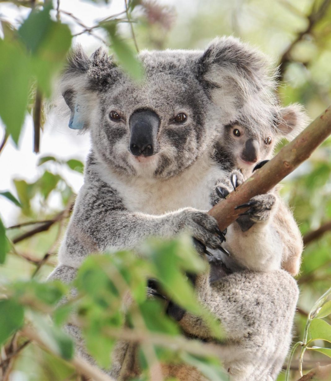 Biology: Retroviruses are re-writing the koala genome and causing ...