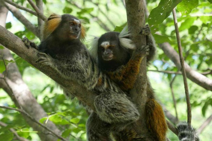 Study: Marmoset monkeys eavesdrop and understand conversations between other marmosets