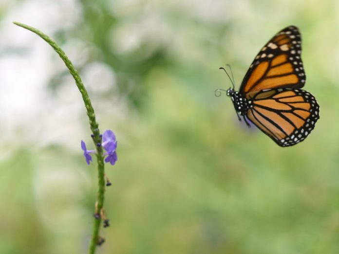 Climate change: Monarch Butterfly Population In Mexico Drops By More Than A Quarter