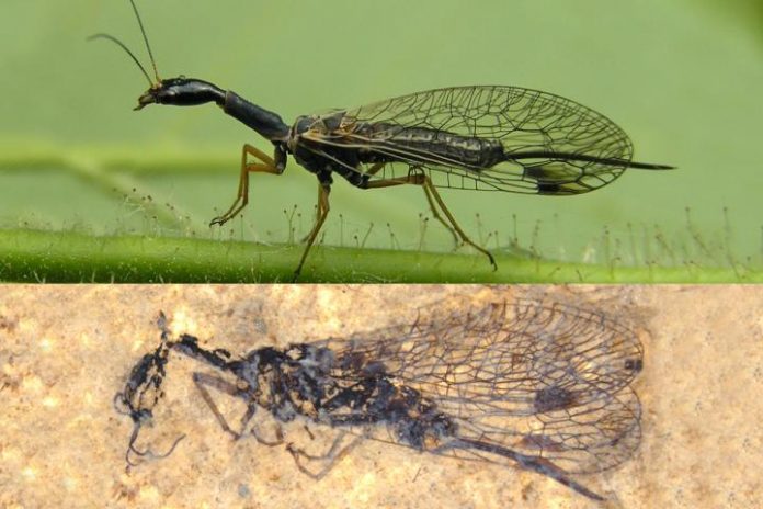 Fossil discovery deepens snakefly mystery, Says New Study