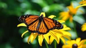 monarch pesticides neonic suggests harming