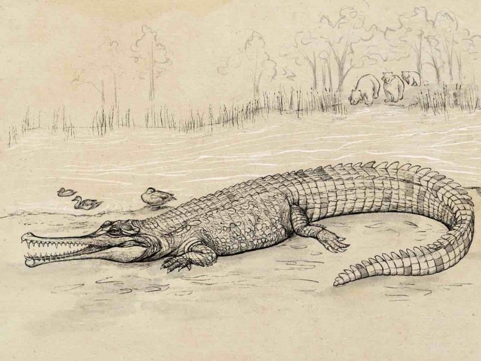 Research: Huge prehistoric croc 'river boss' prowled SEQ waterways