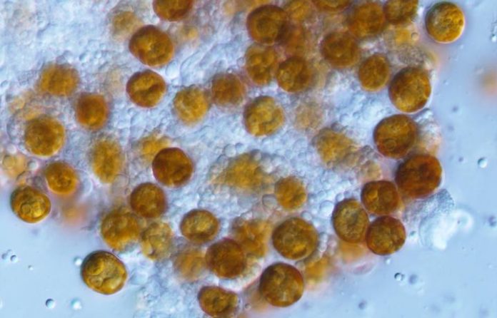 Researchers resurrect 'forgotten' genus of algae living in marine animals