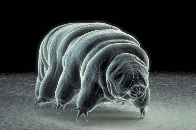 research on water bear