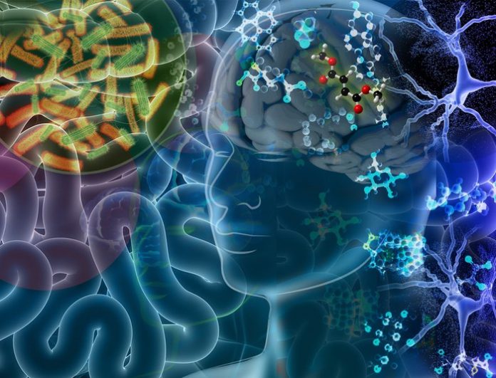 Researchers identify gut-derived metabolites that play a role in neurodegeneration