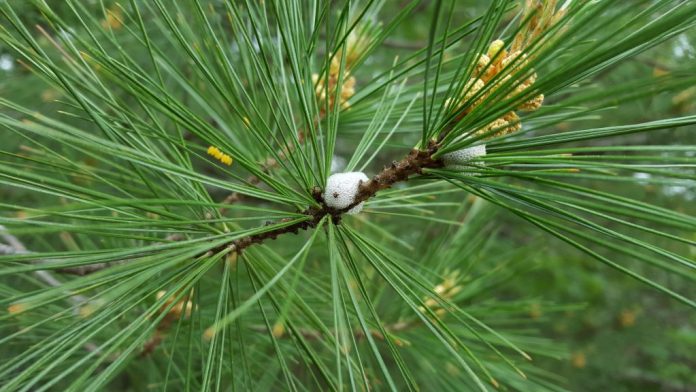 Research looks for riskiest tree disease spreaders, finds none