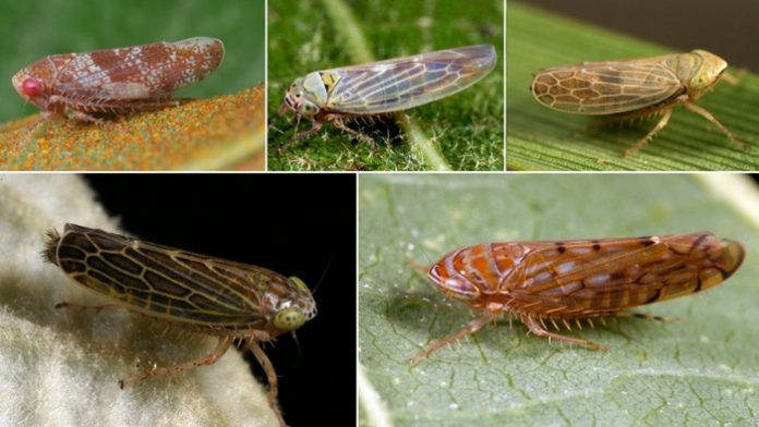 New research tracks plant pathogens in leafhoppers from natural areas