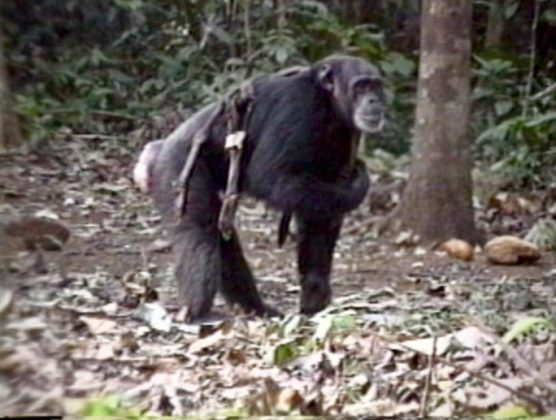 First evidence discovered that chimpanzees care for the disabled | Tdnews