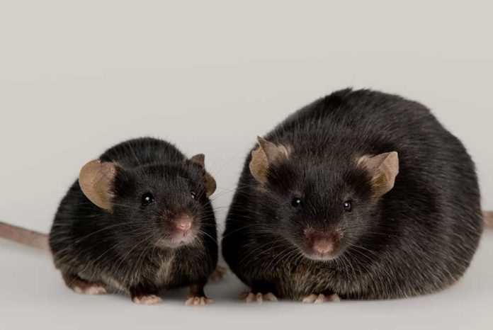 First glucose responsive insulin proves successful in mice