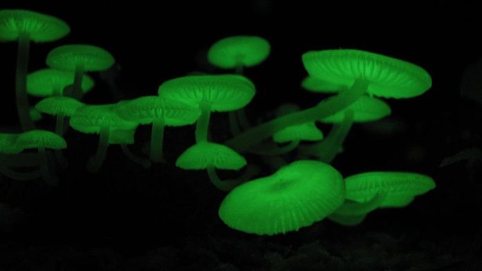 Biologists reveal the secrets of bioluminescence in mushrooms