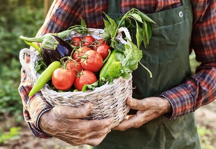 What Are Nightshade Vegetables? Exploring Their Varieties, Benefits, and Risks