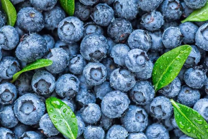 What Are the Health Benefits of Blueberries? Exploring the Superfruit's Impact on Wellness