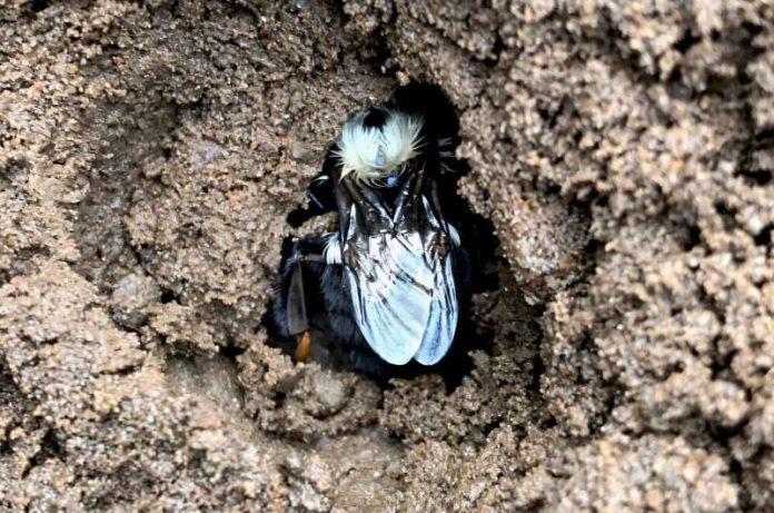 Alarming Discovery Raises Concerns for Bumblebee Health and Survival