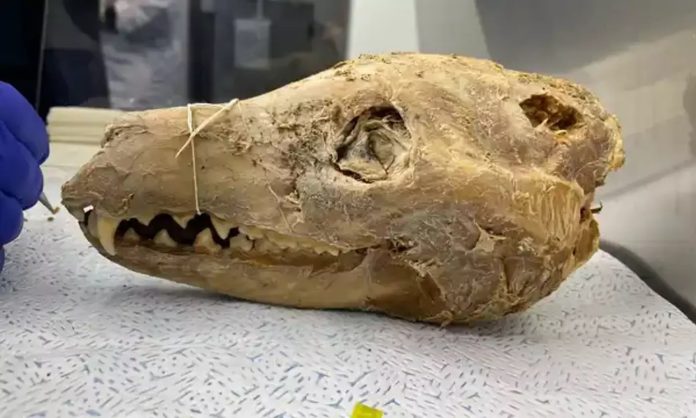 How a ‘putrid’ find in a museum cupboard could be the key to bringing the Tasmanian tiger back to life