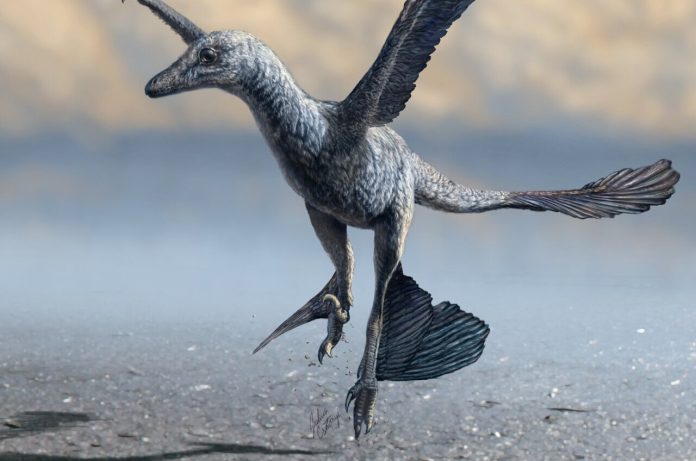 Small Feathered Dinosaurs Used Wings to Run at High Speeds, Study Reveals