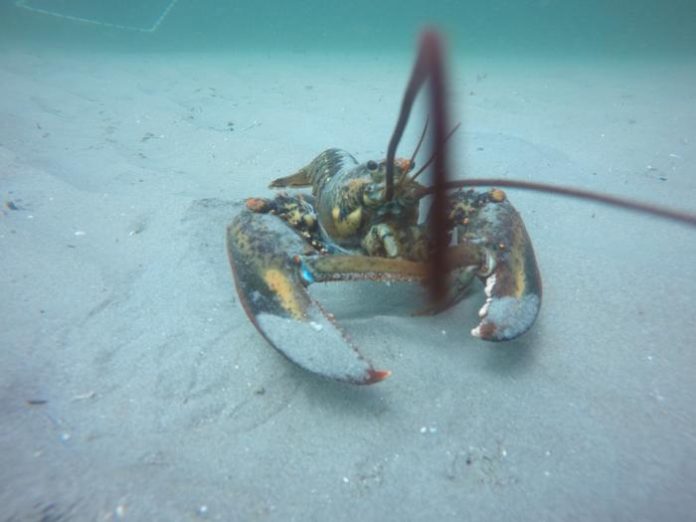 Study Reveals Habitat Shifts and Aging Population of American Lobsters in Maine